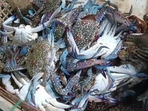 Jangan Ganggu Kepiting Ini, Gigitannya Setara Buaya