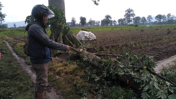 petani tewas tertimpa dahan pohon