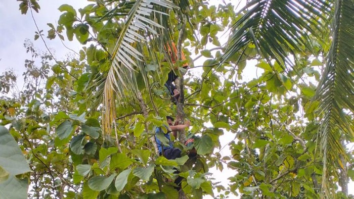 Petugas TRC BPBD dan Damkar Boyolali memanjat pohon jati untuk menyelamatkan kucing yang terjebak di puncak pohon. Foto diunggah Kamis (19/1/2023).
