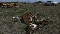 Sapi-sapi itu mati akibat kekurangan makanan dan air.