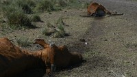 Ribuan ekor sapi telah mati di Santa Fe dalam beberapa pekan terakhir karena kekeringan yang berkepanjangan.