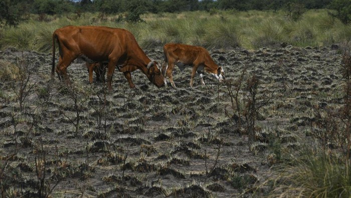 Kekeringan melanda Argentina. Sejumlah hewan ternak seperti sapi mati akibat kekuarangan air.
