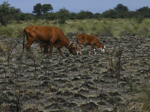Pakar IPB Ingatkan El Nino di Indonesia Bakal Tiba Tengah Tahun, Apa Bahayanya?