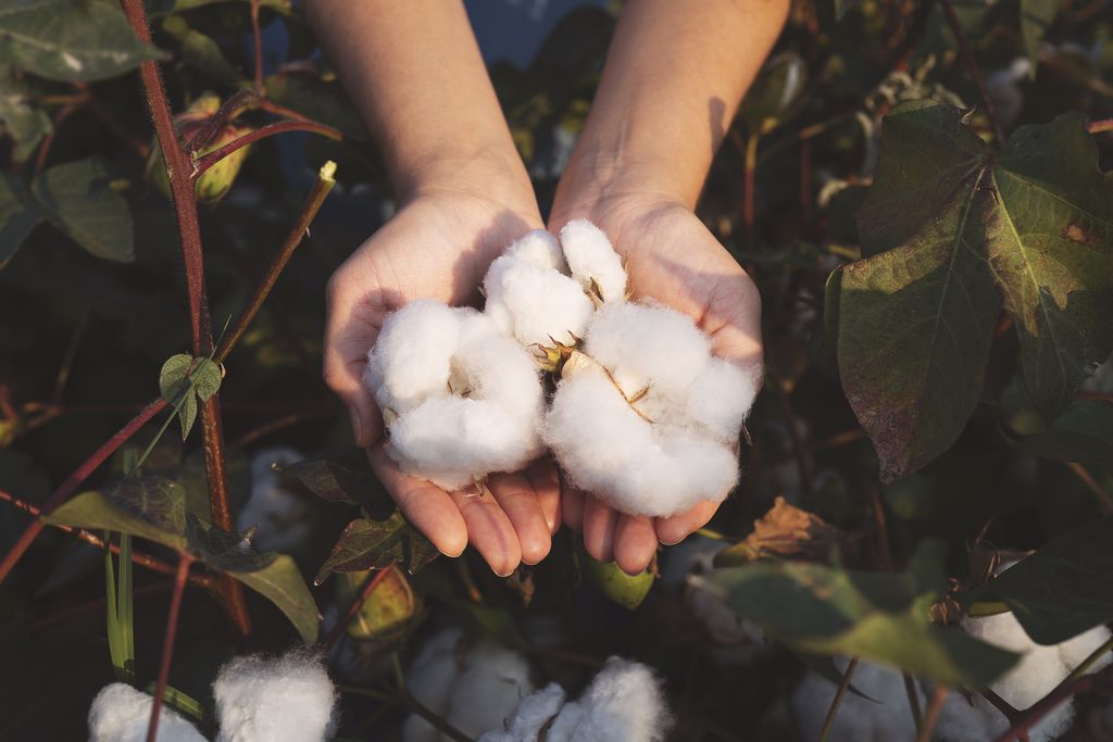 USA, Cotton, Hand, Crop - Plant, Harvesting