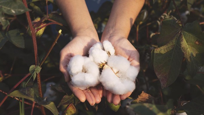 USA, Cotton, Hand, Crop - Plant, Harvesting