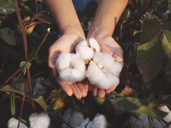 Video: Brand Fashion Lokal Ini Tanam Kapas Sendiri untuk Produksi Pakaian