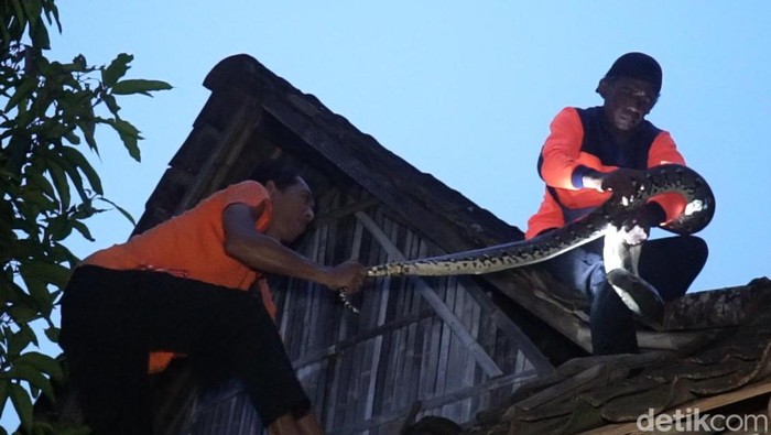 Ular piton yang dievakuasi dari atap rumah warga Boyolali, Kamis (19/1/2023).