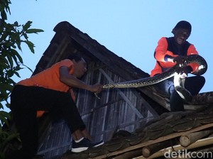 Ngeri! Ular Piton 3,5 Meter Ngumpet di Atap Rumah Warga Sambi Boyolali
