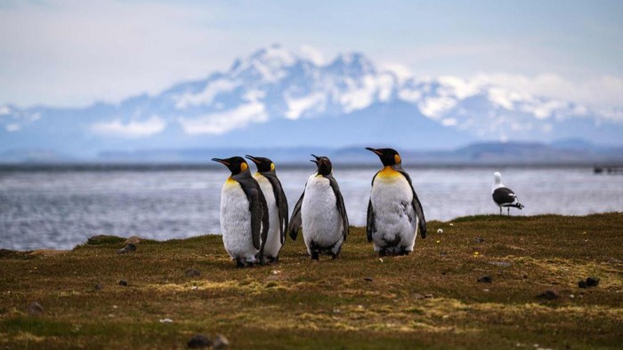 TOPSHOT - Penguins (Manchots Royaux) walk on the basement area on December 26, 2022, at the Kerguelen Islands, also known as the Desolation Islands, a group of islands in the sub-Antarctic. - These islands are among the most isolated places on Earth, located more than 3,300 kilometres from Madagascar. 
There are no indigenous inhabitants, but France maintains a permanent presence of 45 to 100 soldiers, scientists, engineers, and researchers. In
Port-aux-Français, a scientific base, facilities there include scientific-research buildings, a satellite tracking station, dormitories, a hospital, a library, a gymnasium, a pub, and the chapel of Notre-Dame des Vents. (Photo by Patrick HERTZOG / AFP) (Photo by PATRICK HERTZOG/AFP via Getty Images)