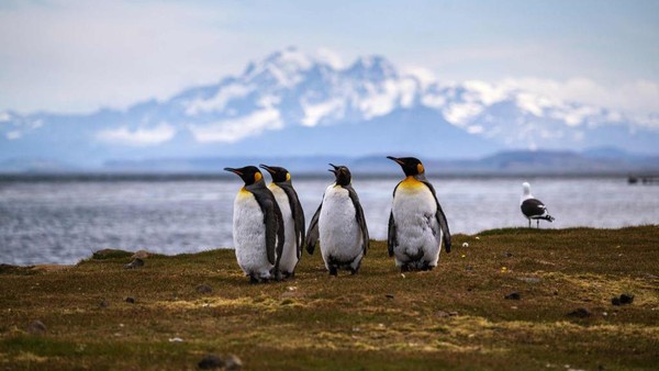 Terakhir adalah Kerguelen Islands, Antartika. Kepulauan Kerguelen memberikan sangat sedikit fasilitas untuk menikmati keindahan panorama di selatan Samudera Hindia. Kedatangan perahu di pulau ini tidak menentu, wisatawan harus bersabar menunggu perahu yang tidak tentu kedatangannya. (Patrick Hertzog/AFP via Getty Images)