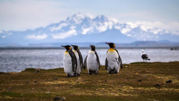 Terakhir adalah Kerguelen Islands, Antartika. Kepulauan Kerguelen memberikan sangat sedikit fasilitas untuk menikmati keindahan panorama di selatan Samudera Hindia. Kedatangan perahu di pulau ini tidak menentu, wisatawan harus bersabar menunggu perahu yang tidak tentu kedatangannya. (Patrick Hertzog/AFP via Getty Images) Terakhir adalah Kerguelen Islands, Antartika. Kepulauan Kerguelen memberikan sangat sedikit fasilitas untuk menikmati keindahan panorama di selatan Samudera Hindia. Kedatangan perahu di pulau ini tidak menentu, wisatawan harus bersabar menunggu perahu yang tidak tentu kedatangannya. (Patrick Hertzog/AFP via Getty Images)