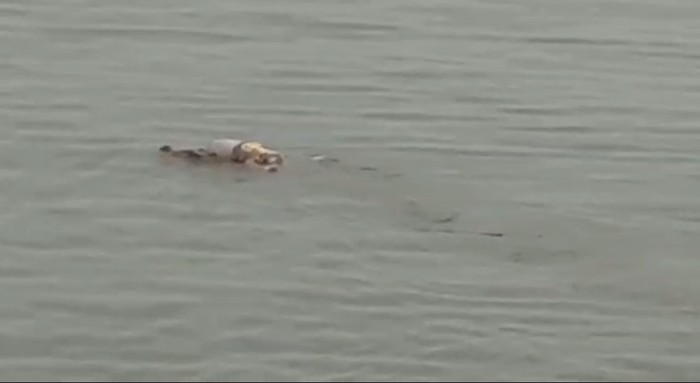 Buaya di Kukar, Kaltim antar jasad balita yang tenggelam.