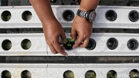 Selain itu, belum lagi pembiayaan menggunakan tempat dan sistem pengairan hidroponiknya.