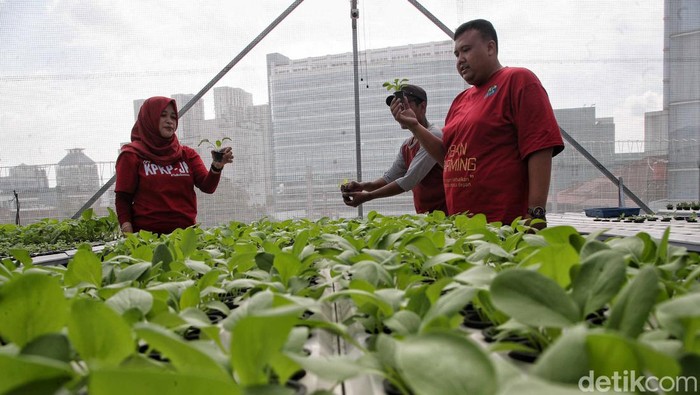Budidaya Hidroponik 'Smart Farming' di Atap Masjid Asy-syifa RSCM Budidaya hidroponik yang berada di atap Masjid Asy-syifa RS Cipto Mangunkusumo ini sudah ada sejak tahun 2020. Metode yang digunakan yaitu Smart Farming.