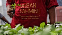 Sebelum terjun ke tanaman hidroponik, sebaiknya harus mempelajari teorinya terlebih dahulu. Kemudian harus detail dengan sistem pengairan dan vitamin tanamannya.  