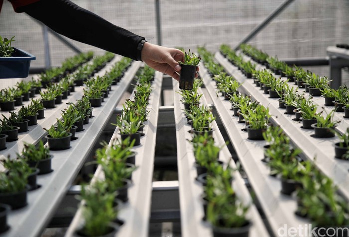 Budidaya hidroponik yang berada di atap Masjid Asy-syifa RS Cipto Mangunkusumo ini sudah ada sejak tahun 2020. Metode yang digunakan yaitu Smart Farming.