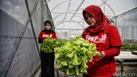 Hidroponik ini dijual Rp.10.000 terdiri dari pakcoy, selada, seledri dan kangkung.Namun, tanaman ini jga sering dibagikan gratis kepada warga sekitar.