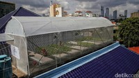 Sistem bertani hidroponik memang cocok di wilayah perkotaan yang lahanmya tidak luas.  Sehingga bisa menggunakan lahan yang terbatas, contohnya seperti rooftop yang satu ini.
