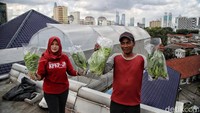 Dinas Ketahanan Pangan, Kelautan dan Pertanian (KPKP) Jakarta Pusat bekerjasama dengan Yayasan Baitul Maal PLN dan pengurus Masjid Asy-syifa memanfaatkan atap masjid untuk budidaya sayuran hidroponik.