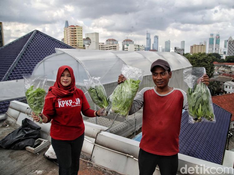 Melihat Smart Farming di Atap Masjid Asy-syifa RSCM