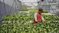 Modal yang dikeluarkan untuk membuat kebun hidroponik ini cukup besar. Budidaya hidroponik ini menggunakan alat sistem smart farming yang harganya kurang lebih Rp.15 juta.
