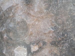 Penemuan Langka 256 Telur Dinosaurus di India Ungkap Hal Menarik