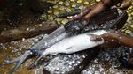 Jelang Imlek, Pedagang Ikan Bandeng Musiman Ramai di Rawa Belong