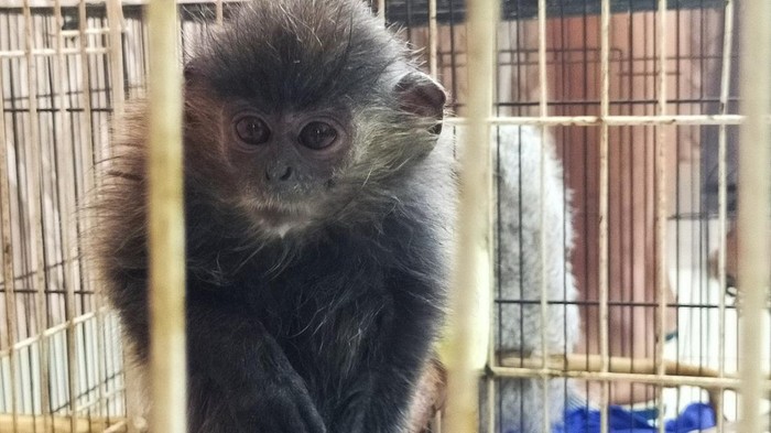 Lutung simpai salah satu barang bukti yang diamankan Polda Lampung (Tommy Saputra/detikSumut)