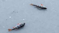 Pria itu berhasil memancing dua ekor ikan di sungai yang membeku tersebut. 