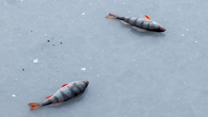 Mancing di Sungai Dnipro yang Membeku Seorang warga sedang memancing di Sungai Dnipro, Kyiv, yang membeku. Dia asyik mancing meski perang Rusia dan Ukraina masih berlanjut.