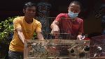 Melihat Tradisi Melepas Burung Jelang Imlek di Banten