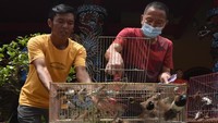 Warga keturunan Tionghoa melepas sejumlah burung di Vihara Avalokitesvara di Kasemen, Serang, Banten, Jumat (20/1/2023).