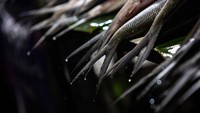 Ikan bandeng yang dibawa tidak dalam bentuk olahan. Namun, itu masih merupakan ikan utuh mentah yang segar.