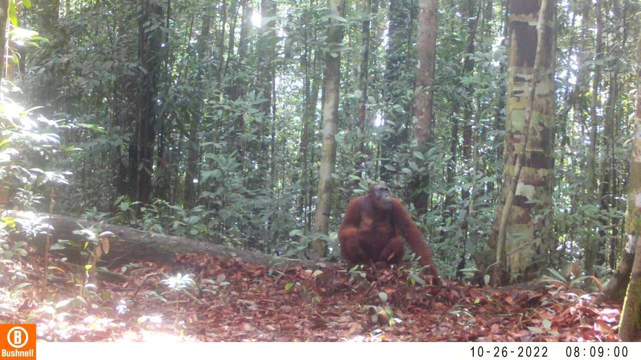 Orangutan di Kalteng