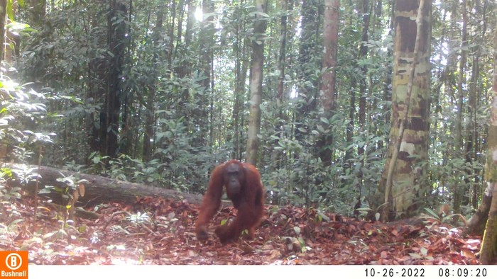 Orangutan di Kalteng