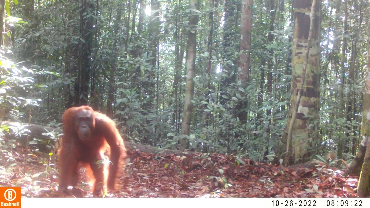 Orangutan di Kalteng