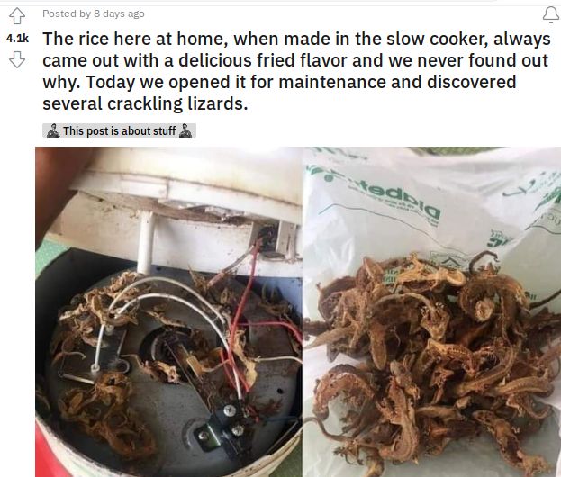 Pria Ini Temukan Puluhan Cicak Garing di Rice Cooker