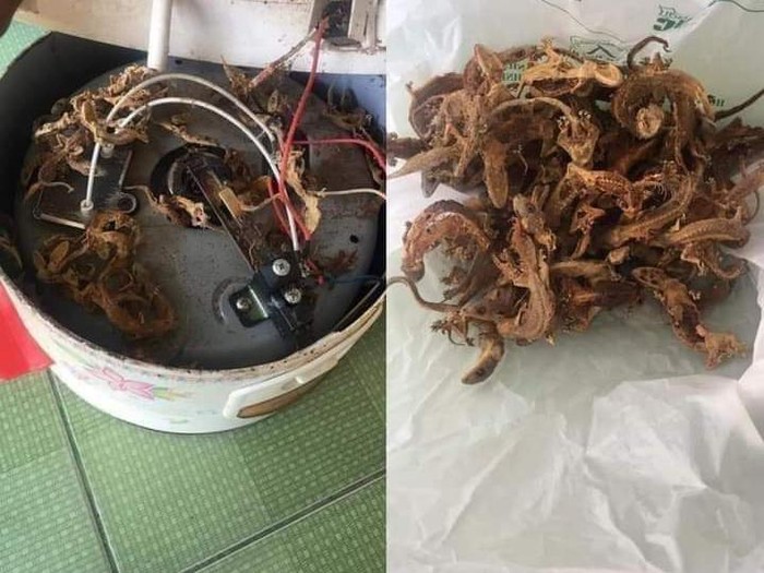 Pria Ini Temukan Puluhan Cicak Garing di Rice Cooker