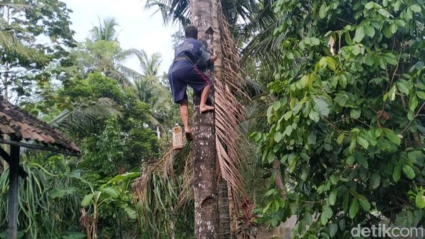 sentra produsen gula kelapa