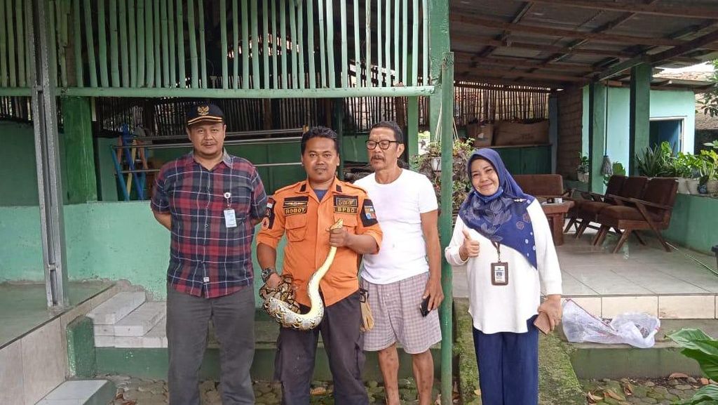 Hii, Ular Sanca Kembang 2 Meter Muncul di Halaman Rumah Warga Bogor