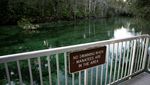 Derita Sapi Laut Florida yang Semakin Terancam Punah