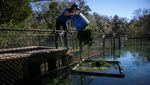 Derita Sapi Laut Florida yang Semakin Terancam Punah