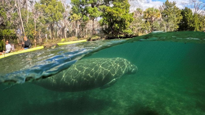 Derita Sapi Laut Florida yang Semakin Terancam Punah A manatee opens its nostrils while eating at Ellie Schiller Homosassa Springs Wildlife State Park, in Homosassa, Florida, U.S., January 12, 2023. REUTERS/Marco Bello