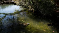 Manatee sebetulnya masuk ke dalam kategori hewan yang dilindungi di Florida. Sayangnya, hal itu tak berdampak signifikan. 