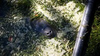 Selain itu, rumput laut yang menjadi makanan manatee sudah jarang ditemui. Akibatnya, banyak manatee yang kelaparan dan mati.