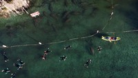 Untuk menghadapi situasi buruk ini, Sea and Shoreline, sebuah organisasi yang bergerak di bidang restorasi akuatik, mencoba membiakkan rumput laut di Crystal River. Itu merupakan daerah khusus untuk penangkaran manatee di Florida.  