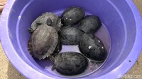 Kura-kura yang hendak dilepaskan ke sungai dalam tradisi Fang Sheng. (Ferdi Almunanda/detikSumut)