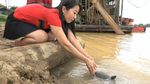 Tradisi Fang Sheng Sambut Imlek, Lepaskan Kura-kura ke Sungai