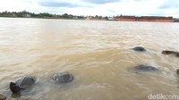 Kura-kura yang dilepas ke sungai berenang bebas. Tradisi ini dianggap sebagai simbol keberuntungan dan kasih sesama makhluk hidup.  (Ferdi Almunanda/detikSumut)