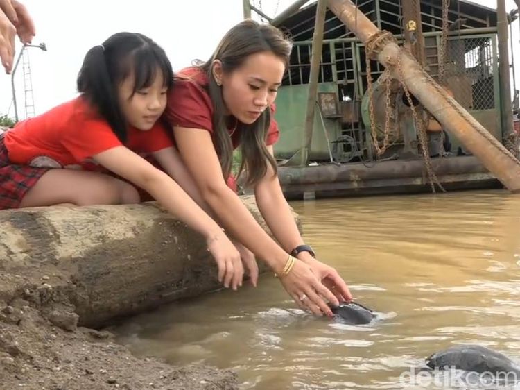 Tradisi Fang Sheng Sambut Imlek, Lepaskan Kura-kura ke Sungai